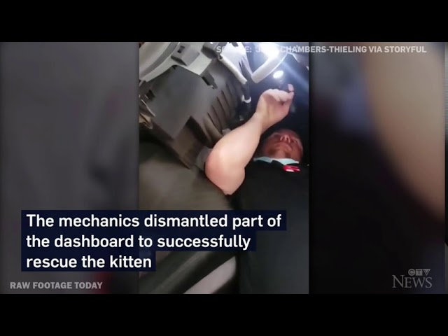 Mechanics free kitten trapped in car dashboard