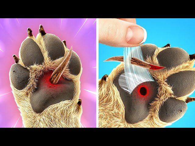 Save Your Dog Paws 😭🐶*How To Take Care Of Your Pets*