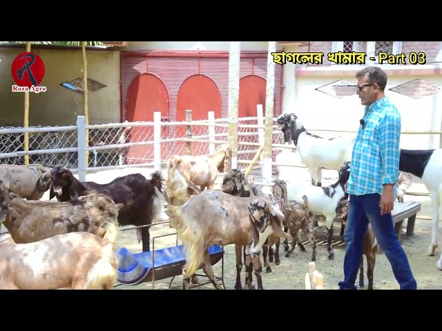 Goat Farming By Shamim Mahmud - Part 03 | Goat Farming | Roza Agro Farm