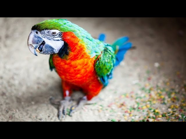 Funny Parrots Talking Like Humans - Seriously Hilarious!
