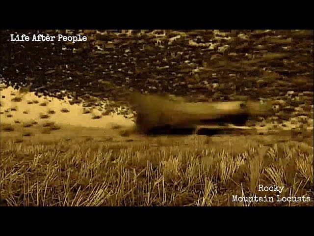 Life After People - Rocky Mountain Locusts
