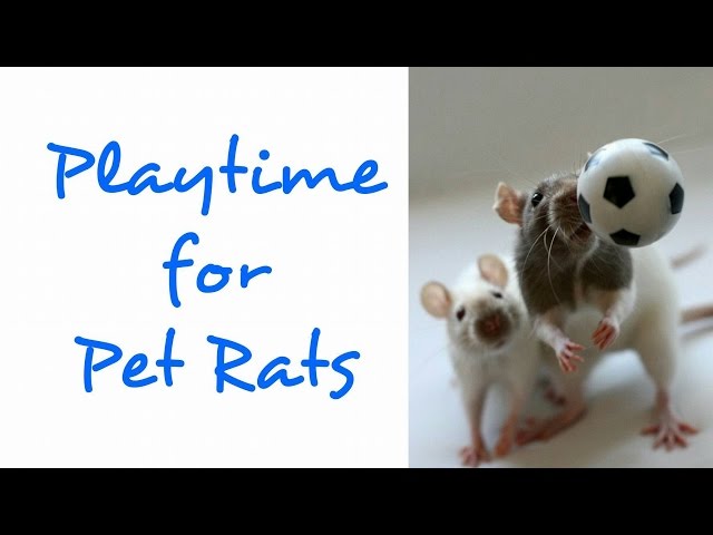 Playtime For Rats | Rattiepedia: Episode 16