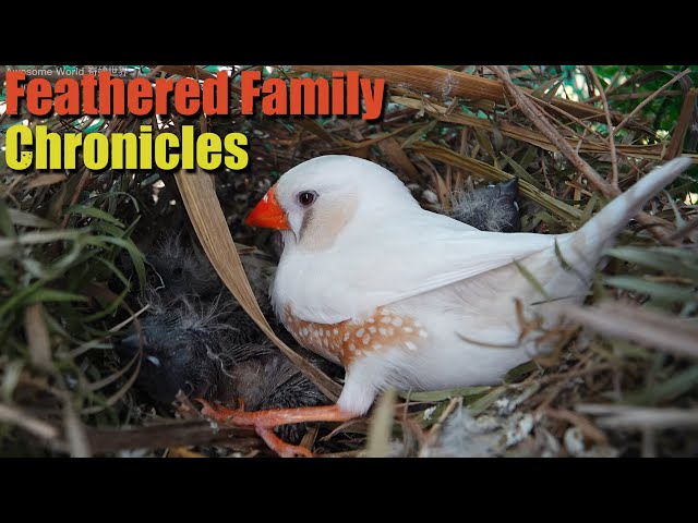 Feathered Family Chronicles Day 12: A Heartwarming Journey of Bird Parents Raising Their Newborns
