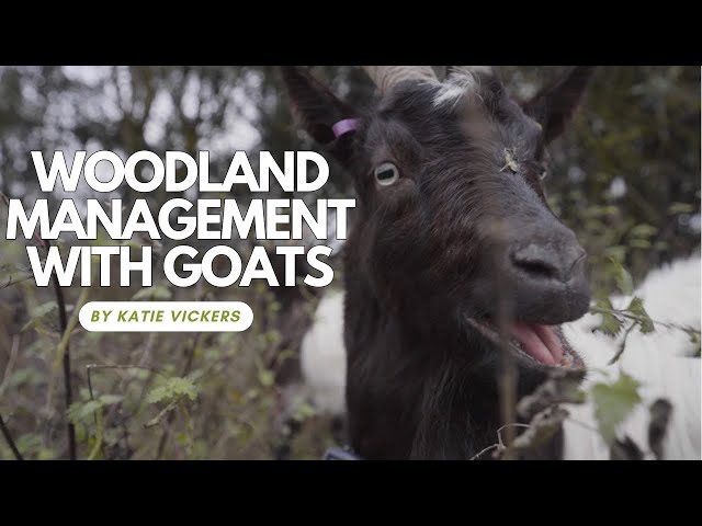 Woodland Management with Goats