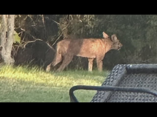 Strange sighting: Hill Country Village baffled by mysterious creature