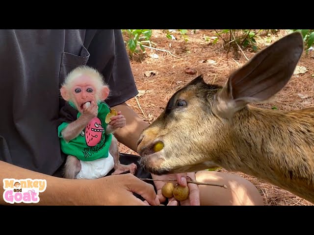 Can goat and baby monkey make friends?