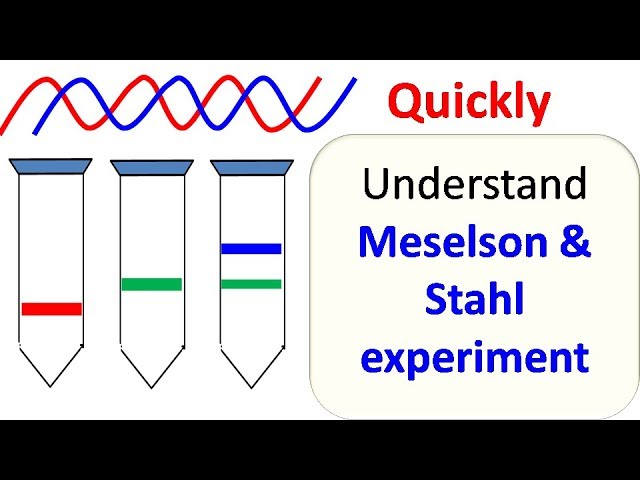 Meselson and Stahl experiment