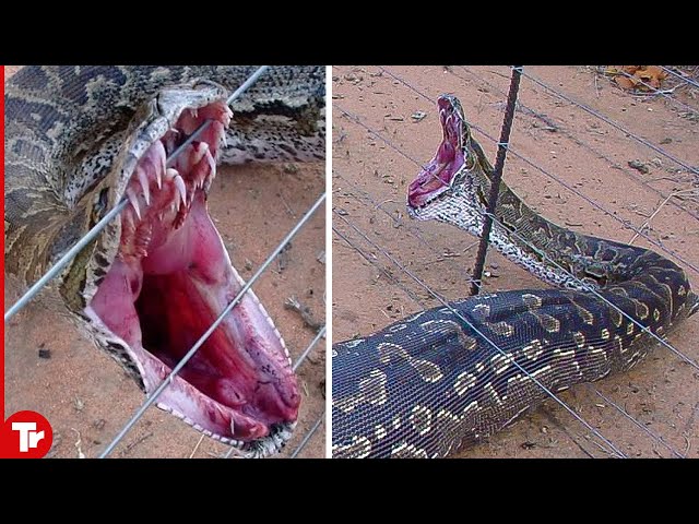 10 Insane Moments Animals Get Electrocuted