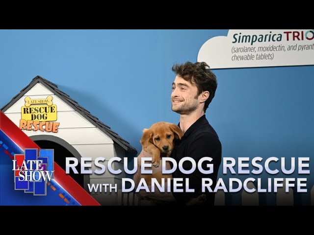 Rescue Dog Rescue With Daniel Radcliffe