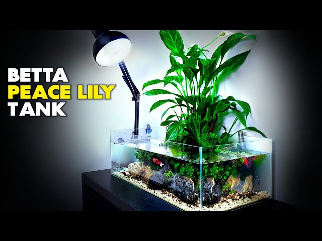 Aquascape Tutorial: Peace Lily Betta Fish Aquarium (How To: Step By Step Planted Tank Guide)