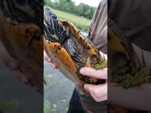 8 Year Old Caught Wild Turtle 🐢
