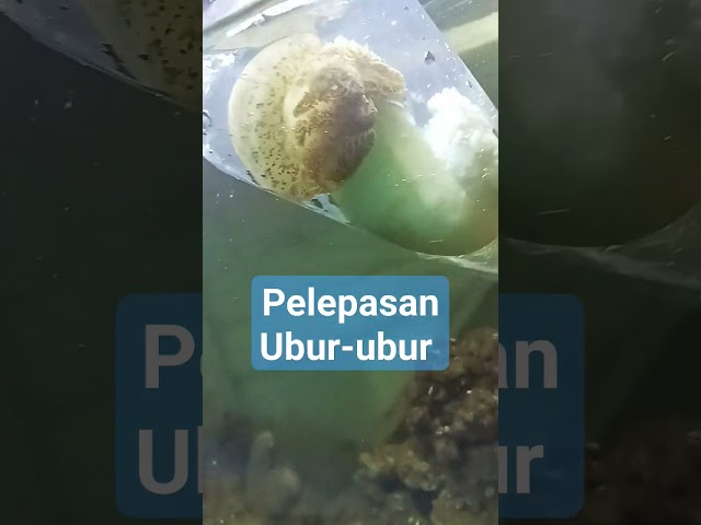 Pelepasan Ubur-ubur Dengan Racun Gatal