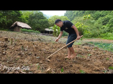 PRIMITIVE SKILLS: remove cotton plants, expand the garden to grow corn, Wilderness Alone (ep 174)