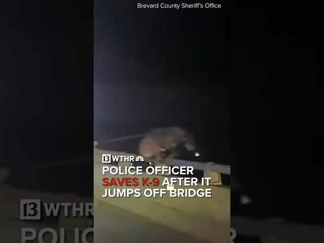 Police officer saves K-9 after it jumps off of bridge in Florida