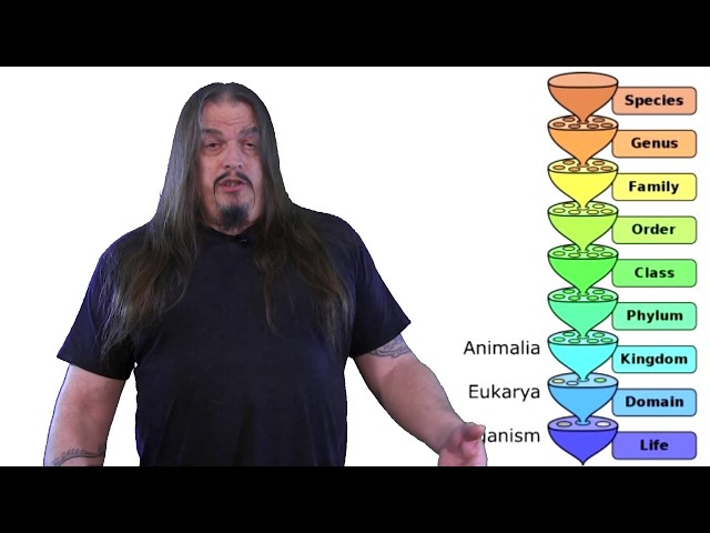 Systematic Classification of Life - ep3, Metazoa