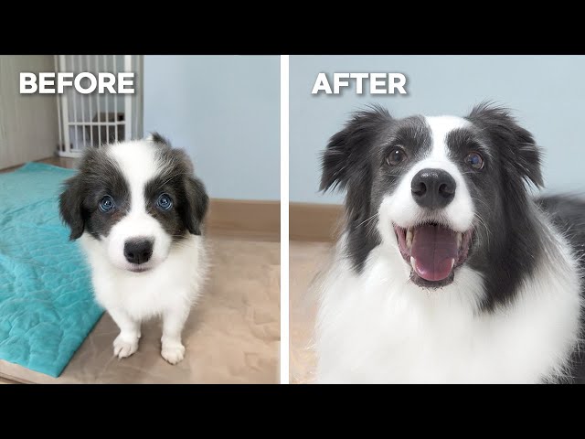 My Border Collie Puppy Growing Up 8 Weeks to 5 Years