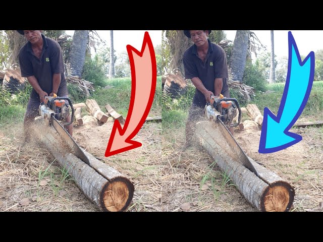 Machinery Equipment Tree Cutting STIHL Chainsaw VS Palm Tree