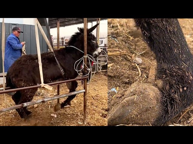The donkey's hind hoof is severely deformed and painful! Its temper is violent and uncontrollable!
