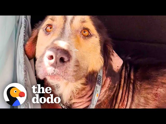 Stray Dog Chooses His Family By Jumping Into Their Car  | The Dodo