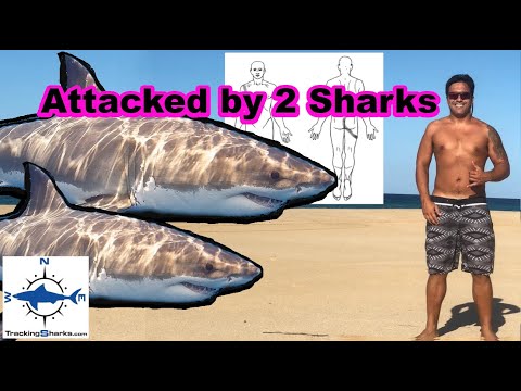 Shark attack survivors interviews