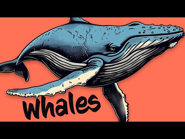 Which WHALES do you know? 🐳 Orca, Narwhal, Humpback, Blue Whale & MORE