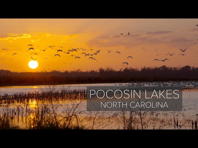 Discovering Pocosin Lakes: A Wildlife Haven In North Carolina | Exploring Creation Vids
