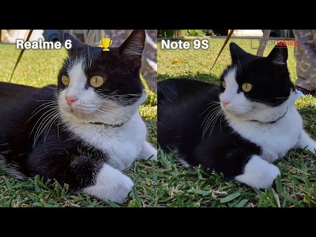 Realme 6 Vs Redmi Note 9S Camera Comparison