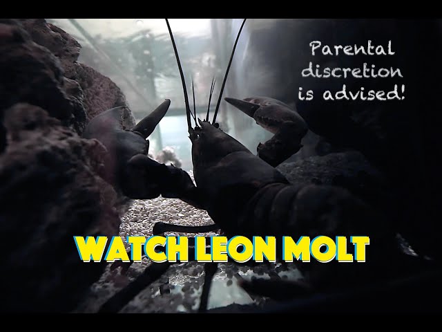 Watch Leon Molt