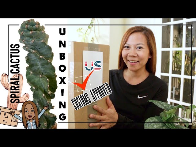 📦 Unboxing a Cereus Forbesii ‘Spiralis' Cactus 🌵 From Italy 🇮🇹 || A girl with a garden