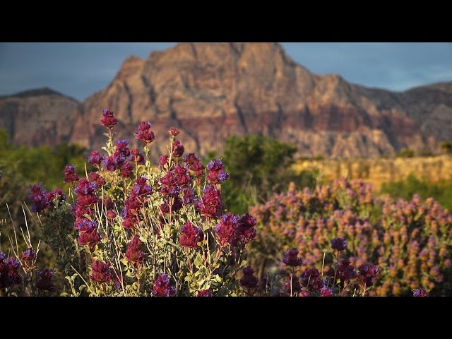 Red Rock Canyon National Conservation Area ~ in 4K