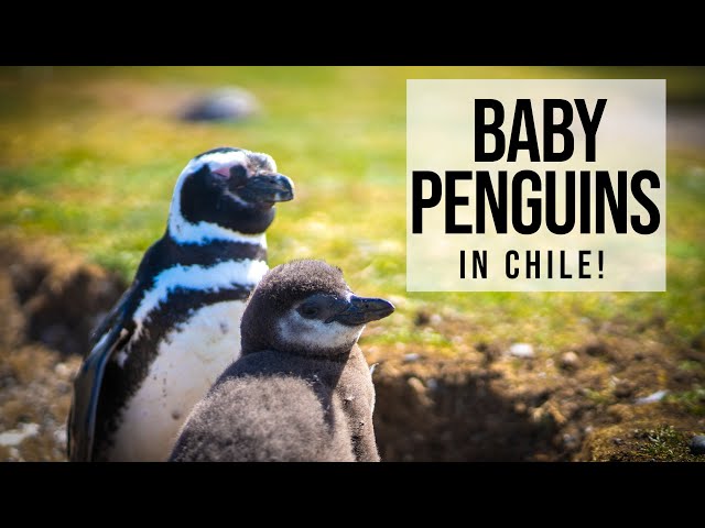BABY PENGUINS ON ISLA MAGDALENA!! Van Life Chile