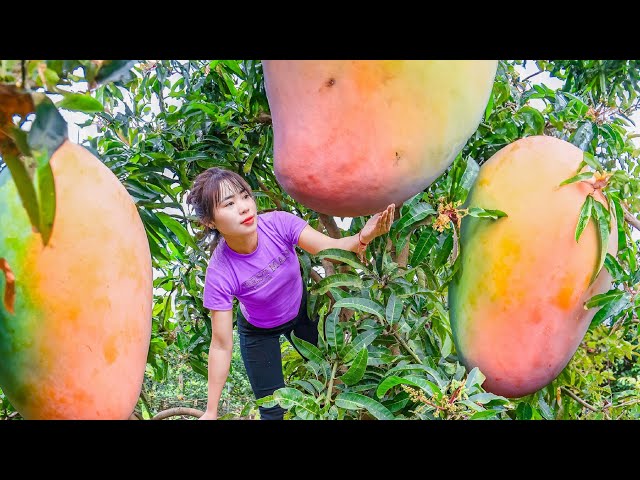 Harvesting Mangoes From The Forest To Sell | Dog and Livestock Care