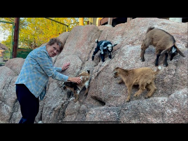 Grandma Playing With Baby Goats