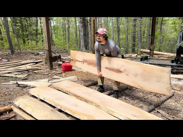 White Oak is Very Heavy! 1 Man Sawmill Operation | Facts and History