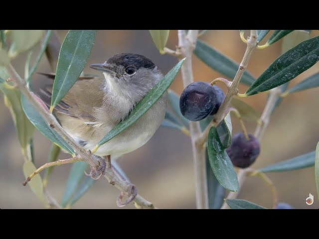 Secret Migrations: The Blackcap Warbler