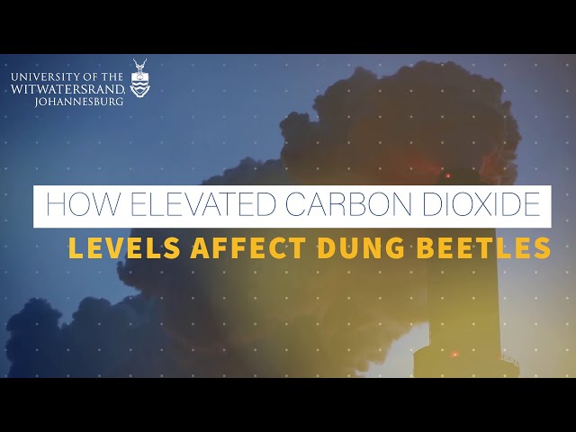 How elevated carbon dioxide levels affect dung beetles