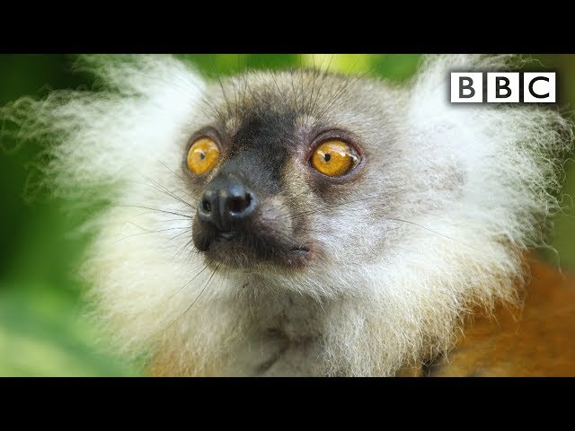 Lemurs get high | Spy in the Wild - BBC