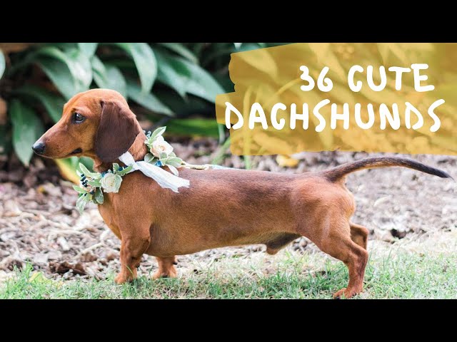 36 Cute and Funny Dachshund Videos Instagram | Adorable Sausage Dogs Try Not To Laugh Compilation