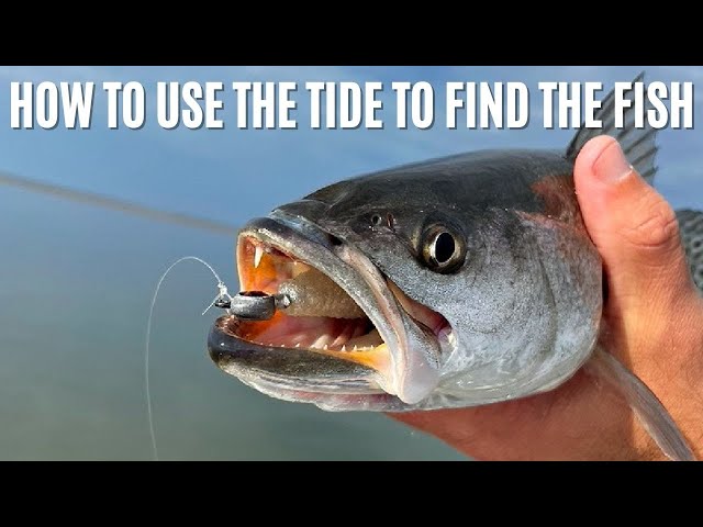 Following Fish With The Tide (What To Look For)