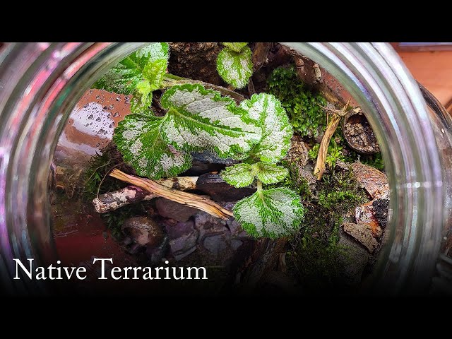 I did a native terrarium for fun! And for free!