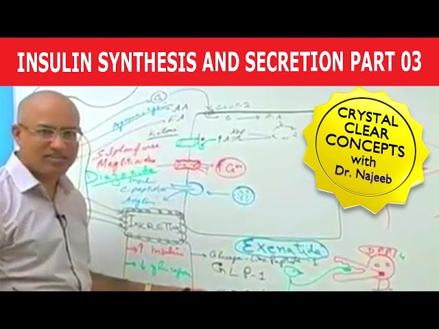 Insulin Synthesis and Secretion | Part 3/4💉