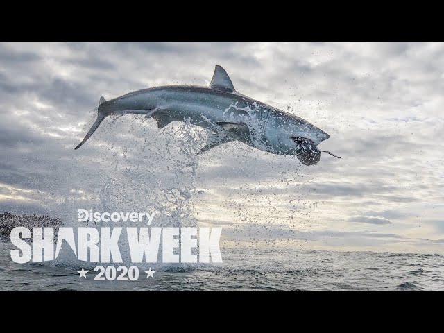 The Ultimate Air Jaws Breach! | Shark Week