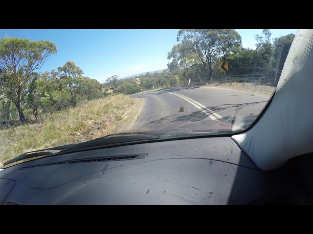 Very Chilled Australian Echidna Crossing The Road