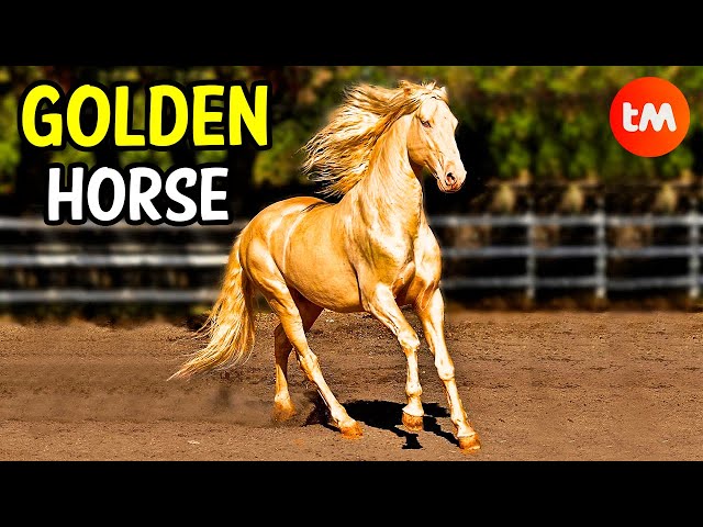 The WEIRDEST HORSE BREEDS In The World