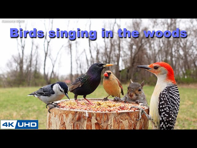 4 HOURS of Birds Singing in the Woods, 4K Cat TV, Bird Video, Relaxing Sound, Awesome World 024