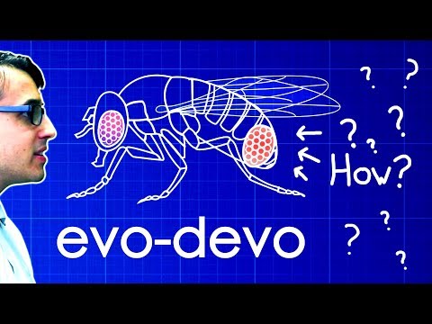 Evo-Devo (Despacito Biology Parody) | A Capella Science