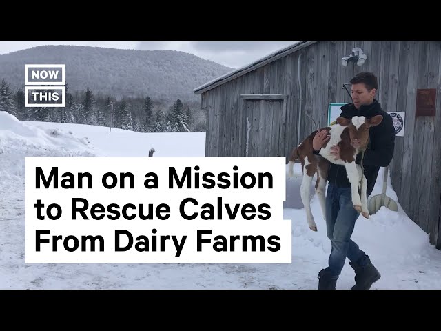 Cow Rescuer Saves Unwanted Calves From Dairy Farms