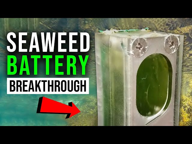 BRILLIANT!! SCIENTISTS JUST MADE THE NEXT GEN BATTERY USING ONLY SEAWEED!!