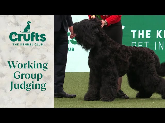 Working Group Judging | Crufts 2024