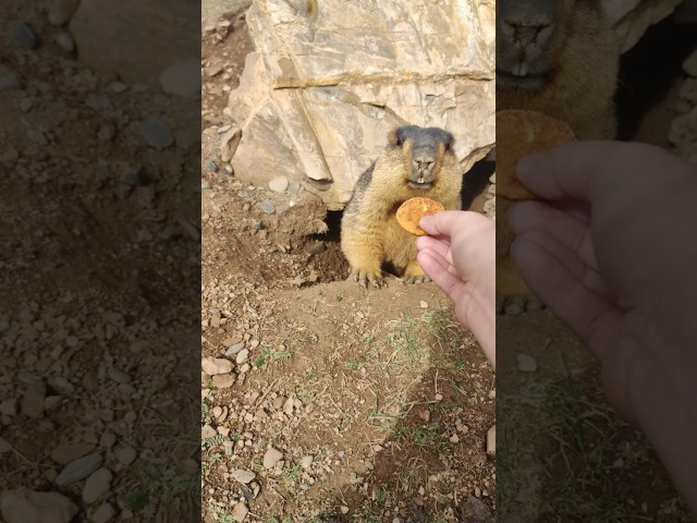Feed adorable Himalayan marmot cookies #cutemarmot #marmot #cute #marmota #himalayanmarmot